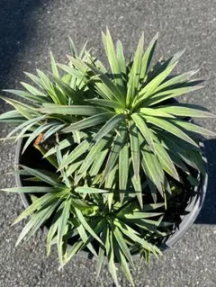 【現品】ユッカ・デスメティアーナ　９号　A8番 ユッカ：デスメティアーナ 8号鉢植え25-03 の通販 | 園芸ネット