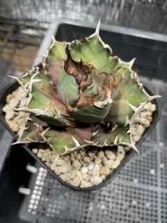 uepon様 リクエスト 2点 まとめ商品