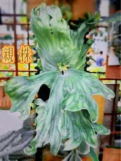 2025年最新】ワンダエ ビカクシダの人気アイテム - メルカリ