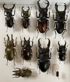 2026年最新】クワガタ 採集道具の人気アイテム - メルカリ