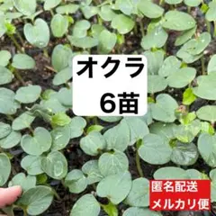 オクラ苗5本セット　野菜　苗のサムネイル