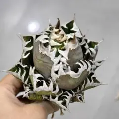 2025年最新】アガベ レッドキャットウィーズルの人気アイテム - メルカリ