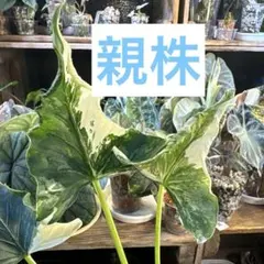 アロカシア アズラニー ピンクラテ 斑入り 芋 1つ 特価 - メルカリ