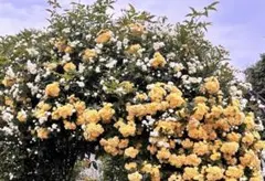 薔薇 挿し穂用 カット枝 - メルカリ