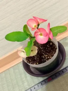 ハナキリン 八福神③ポット鉢土付き苗 お届け後このまま飾れます 現品
