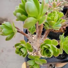 アエオ　ミニだるま法師　　超希少　BIG特大群生　抜き苗