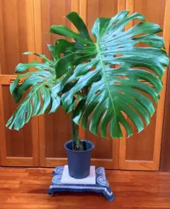 巨大モンステラデリシオーサ④ 葉62cm 根上がり 幹上がり モンステラ デリシオーサ 幹上がり 根上がり 観葉植物