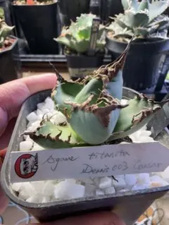 アガベ　デニス　シーザー Agave Titanotaのサムネイル