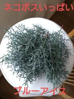 ブルーアイス　ネコポスいっぱい　コニファー　花材