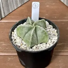 古株巨大　ストロンギロゴナム、亀甲ヘキラン鉢ごと宅急便 古株巨大 ストロンギロゴナム、亀甲ヘキラン鉢ごと宅急便 - メルカリ