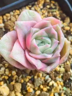 ラブリーローズ錦 虹斑入り 多肉植物 エケベリア - メルカリ