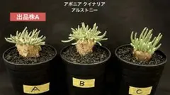 2026年最新】アボニアの人気アイテム - メルカリ