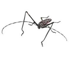 いきもの大図鑑アドバンス　カミキリムシ　テナガカミキリ　ガチャ　フィギュア　昆虫