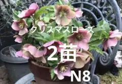 2025年最新】クリスマスローズの人気アイテム - メルカリ