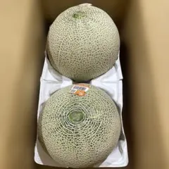 高知産 贈答用 温室マスクメロン 2玉 約4，9Kg 秀品 北海道沖縄発送