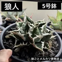 【大株】アガベ チタノタ 狼人 5号鉢 鉢ごとメルカリ便発送のサムネイル