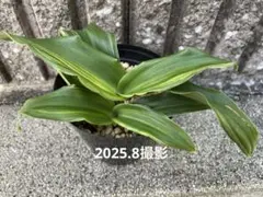 獅子系銘品万年青(鶴の舞) 70719③み内上 (鉢ごと発送) 獅子系銘品万年青(鶴の舞) 70719④み内上 (鉢ごと発送)