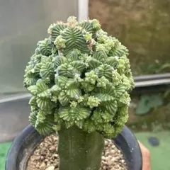 2025年最新】アズテキウム 紅籠の人気アイテム - メルカリ