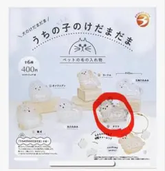 うちの子のけだまだま チワワ