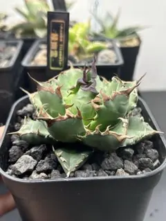 2025年最新】アガベ チタノタ ノーネームの人気アイテム - メルカリ