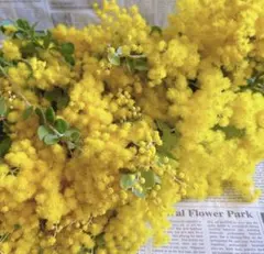 julienさま専用★ネコポス×2