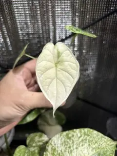 2025年最新】アロカシア ドラゴンスケールの人気アイテム - メルカリ