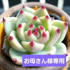 お母さん様 リクエスト 2点 まとめ商品