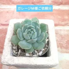 ガレージM様ご依頼分 ホワイトムーン 他 多肉 錦玉園さんのサムネイル