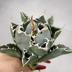 2025年最新】アガベ白豪刺の人気アイテム - メルカリ