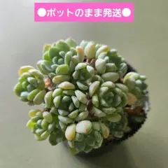 多肉植物♡メイプルハニー～超モリモリ～♡ぼのぼのさん苗♡ポットごと発送^^ 多肉植物♡メイプルハニー♡ぼのぼのさん〜苗〜ポットごと発送のお値段