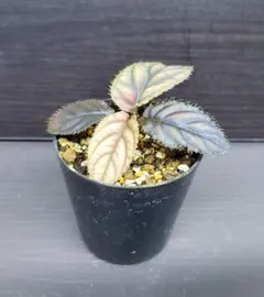 2025年最新】Labisiaの人気アイテム - メルカリ