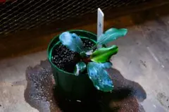 Bucephalandra sp. Sewawai 1 [TB1703] - メルカリ