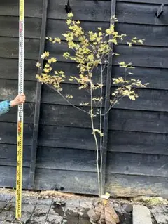 2025年最新】コハウチワカエデの人気アイテム - メルカリ