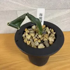 2026年最新】万年青 獅子の人気アイテム - メルカリ