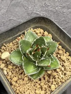 2026年最新】アガベピンキーの人気アイテム - メルカリ