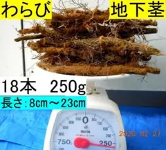 2026年最新】わらびの人気アイテム - メルカリ