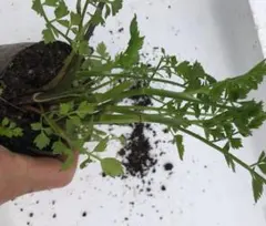 そう様 リクエスト 2点 まとめ商品