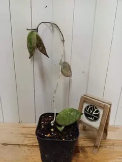 ホヤ カウダータ ゴールド 匿名配送 Hoya caudata gold - メルカリ
