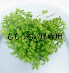 リバティ生地(スウィムダンクレア)と本革(ライトグレー)の親子がま口財布