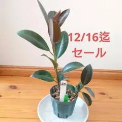 2025年最新】フィカスバーガンディの人気アイテム - メルカリ