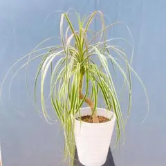 トックリラン フェイクグリーン 人工観葉植物 ノリナ 造花 インテリア