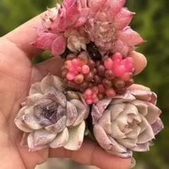 モコ様 リクエスト 3点 まとめ商品　 2047-100=1947