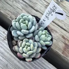 2026年最新】古都の葉の人気アイテム - メルカリ