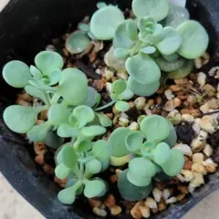 2025年最新】サンスパークラーの人気アイテム - メルカリ