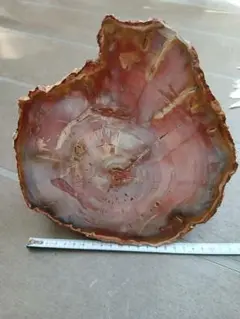 化石