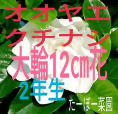 オオヤエクチナシ苗木　　2年生 ★★大輪八重咲き12㎝,香り豊か品種★★のサムネイル