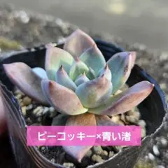 2026年最新】エケベリアムラサキの人気アイテム - メルカリ