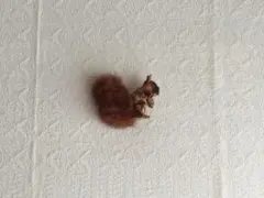 * vintage squirrel ❀ 茶色い毛並みがステキな リスさん vintage squirrel ❀ 赤茶色の毛並みがステキな リスさん - メルカリ
