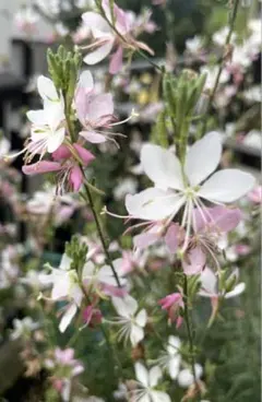 ミツバシモツケ苗 花の苗 花苗 - メルカリ