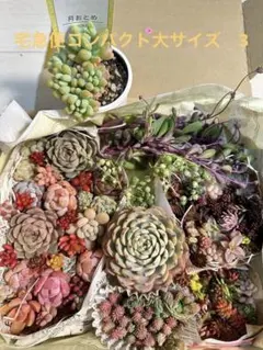 多肉詰め合わせ　多肉弁当　カット苗　3